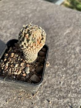 Encephalocarpus strobiliformis